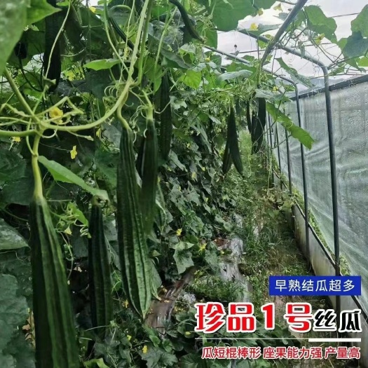 珍品一号丝瓜种子广东壹品丝瓜种子博丰8号丝瓜种子