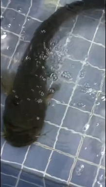 万绿 湖水产批发配送，水库淡水鱼大头鱼胖头鱼雄鱼配送酒店餐饮
