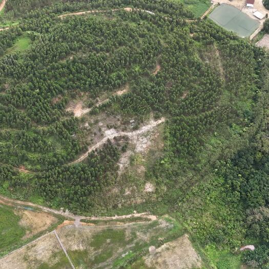 台山市台山水步110亩岗地，年租500元/亩，合同11年，适种水果