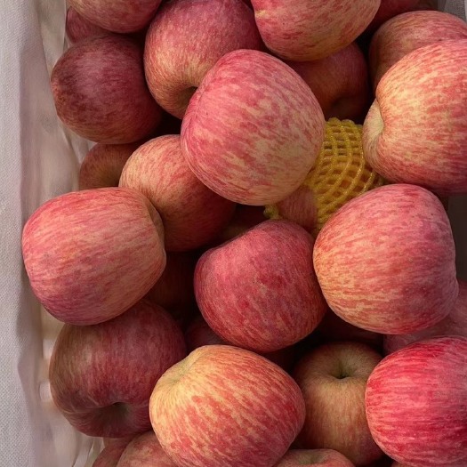 沂南县红富士苹果产地直销 75-90果子 口感脆甜 条红 片红