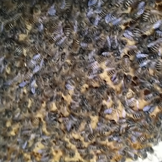 阆中市中华蜜蜂