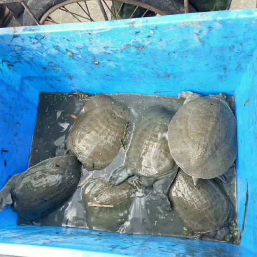 河姆渡茭白田甲鱼