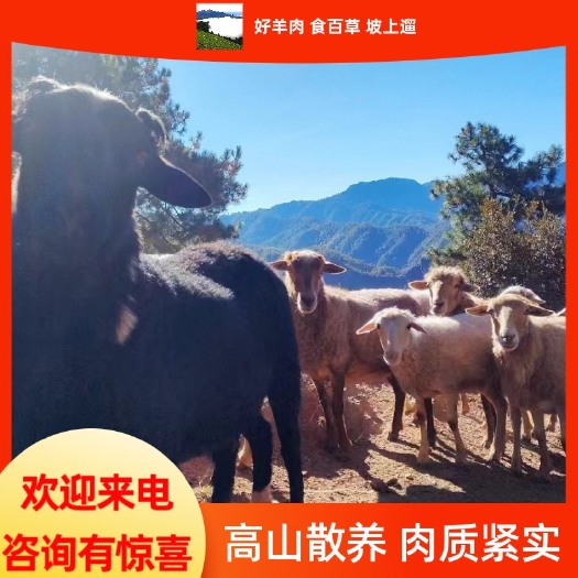 玉龙县云南本地散养高山羊（鲜嫩不膻，肥瘦均匀