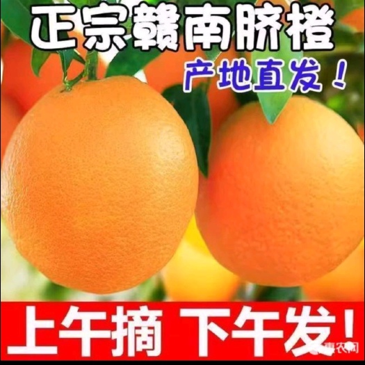 信丰县赣南信丰脐橙果农，支持果园订果、果园整车走货、物流发货！