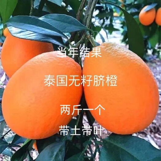 脐橙树苗赣南脐橙血橙冰糖橙嫁接苗南北方种植保质保量当年结果树