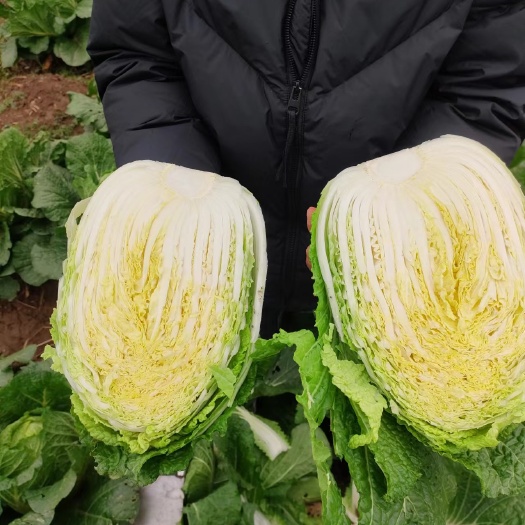 九江黄心大白菜
