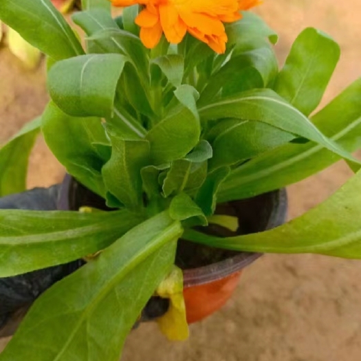 青州市金盏菊