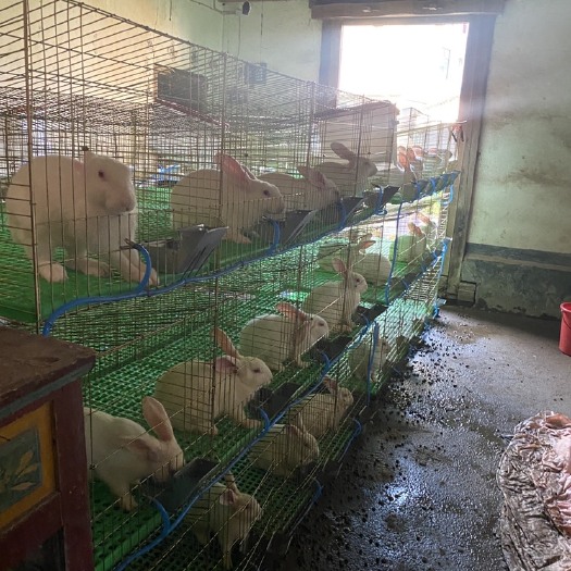 遂川县有肉兔，兔肉可售卖，可包杀