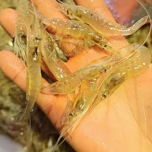 如东县小白虾，质量美丽