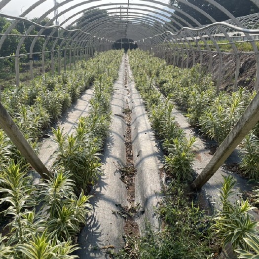 昆明金边百合竹，种苗切枝，盆栽