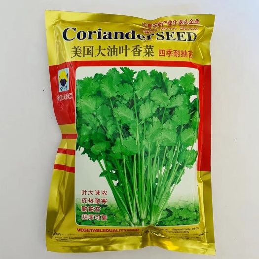 沭阳县香菜种子四季大叶香菜种子速生香菜种子