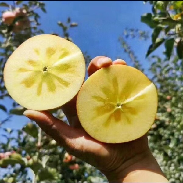 阿克苏冰糖心苹果，阿克苏产地直发，一件代发包邮