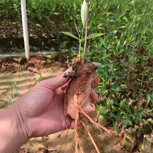 灵山县了哥王苗