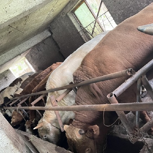 务川县肉牛