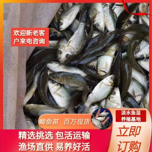 武汉中科三号鲫鱼，钓场专用