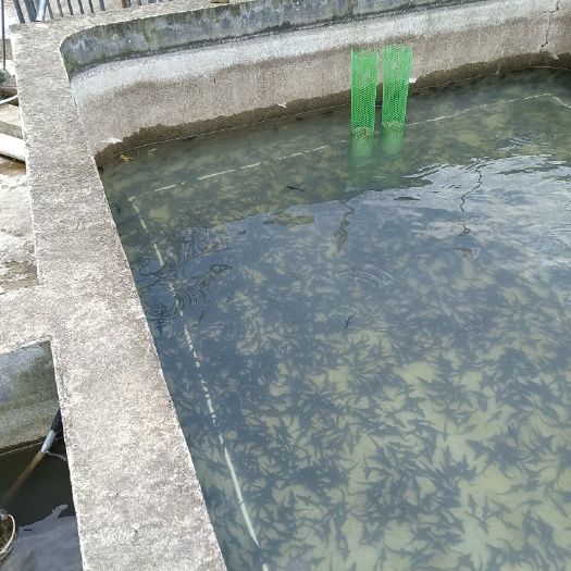 石阡县鲟鱼西杂