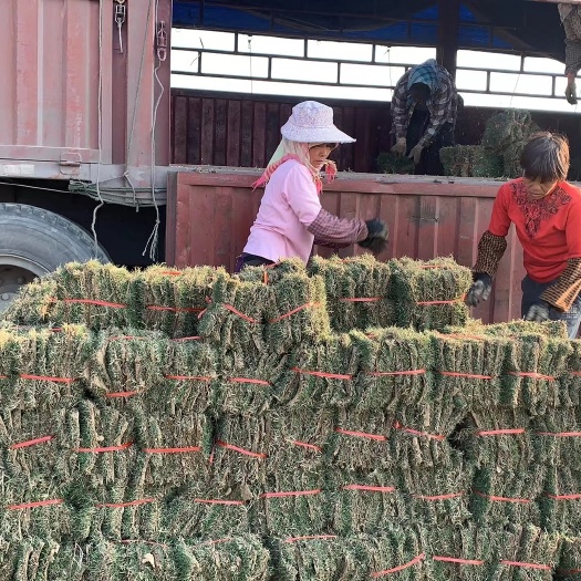 扶绥县马尼拉草皮