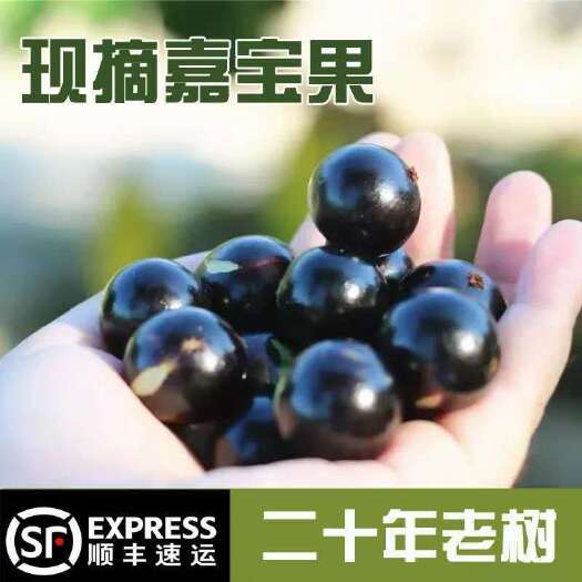 [预售15天左右发货]嘉宝果新鲜高端水果树葡萄