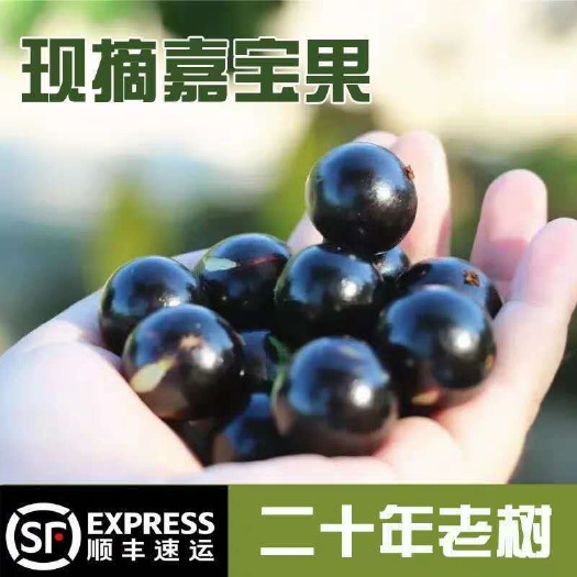 红河县[预售15天左右发货]嘉宝果新鲜高端水果树葡萄