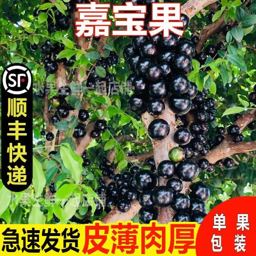 漳浦县嘉宝果新鲜高端水果树葡萄罕见精选老树整箱大果