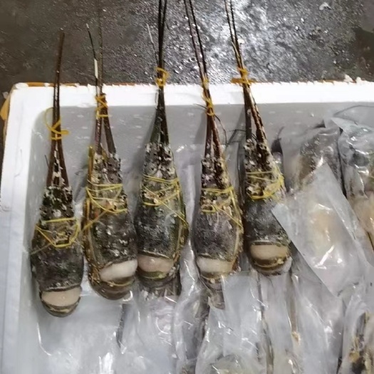 上海小青龙，品优，量大欢迎咨询