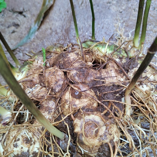 永胜县姜形黄精