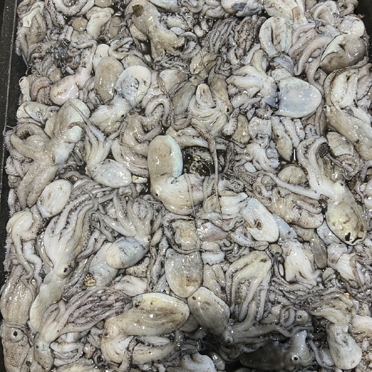 汕头小章鱼