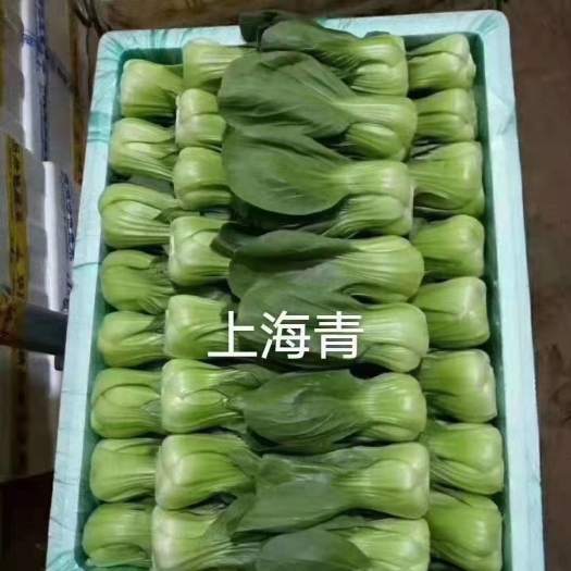 陆良县上海青瓢儿菜大量供应