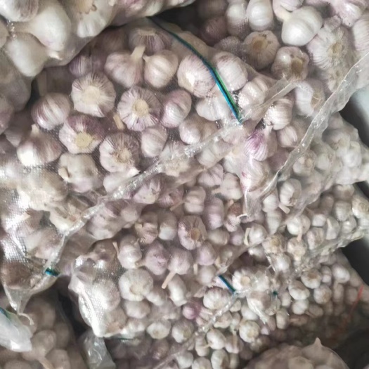 金乡县大蒜 金乡紫皮大蒜 电商直供 市场