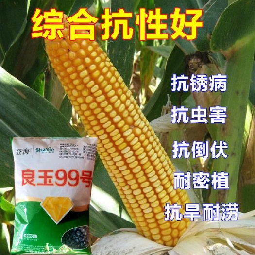 济南登海良玉99玉米种  抗倒  抗病  产量高  三斤3两一袋