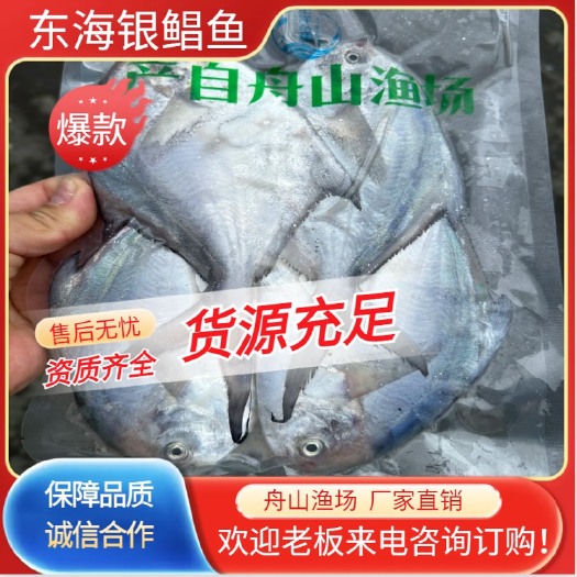 东海银鲳鱼白鲳鱼产地直供品质保证