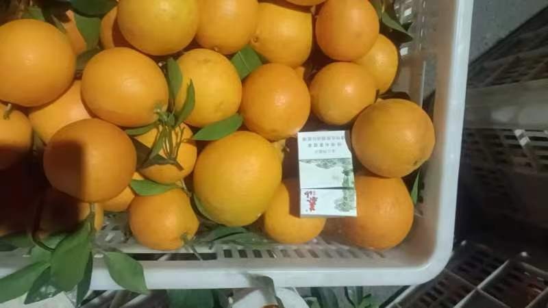 宁阳县赣南脐橙，皮薄汁多口感好