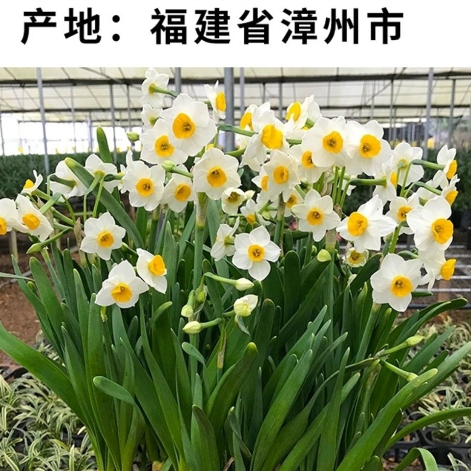 二次雕刻花市漳州正品雕刻水仙花种球水培四季懒人浓香型客厅庭院