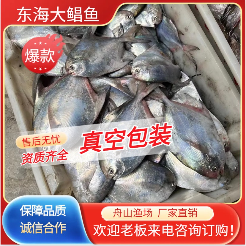 白鲳鱼 雷达网大鲳鱼