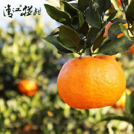 长阳县湖北长阳/清江椪柑（60-65mm）皮薄肉多，脆嫩化渣。