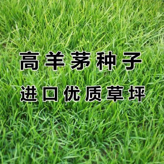 高羊茅种子 高羊茅种子草坪种子护坡固土耐寒草坪种子籽批发