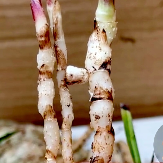 巴中莲瓣血红芽2根赌艺，其中一棵圆溜溜的有头型，搏一搏圆头艺草。