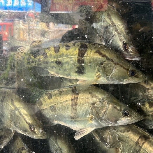 标中小桂都有