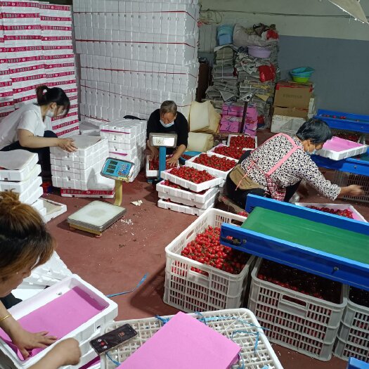 寿光市千禧圣女果 山东万亩粉玉圣女果种植产地常年有货量大质优口感好