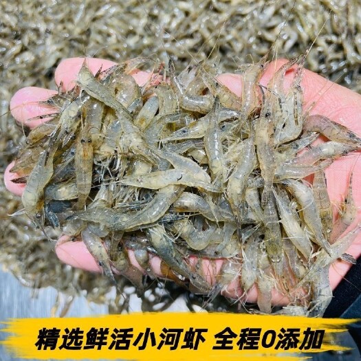 鲜活速冻小河虾冷冻青虾零下40度急冻全国物流均可到达零卖批发