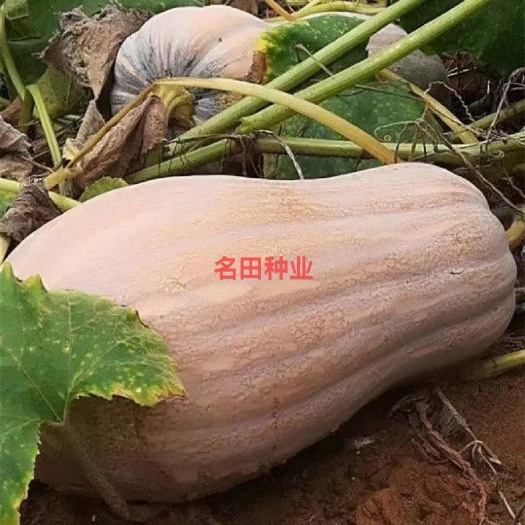 郑州超甜蜜本南瓜种子大果型 颜色好产量高 卖价高 亩产一万斤