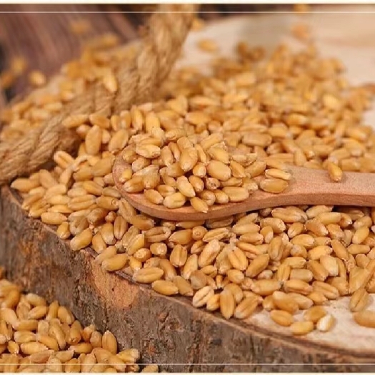 临沂小麦批发酿酒原粮磨面饲料加工新小麦现货供应五谷杂粮