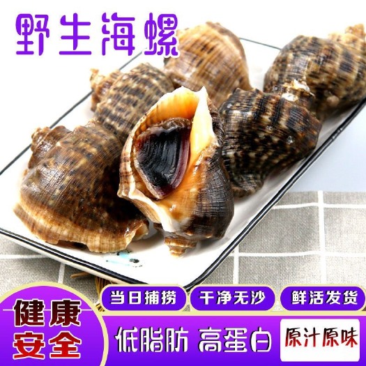海螺鲜活新鲜大海螺包邮海鲜水产贝类现挖花螺