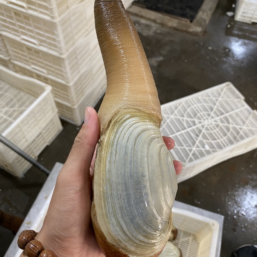 象拔蚌，小中大规格都有，全国发货，高品质，欢迎合作