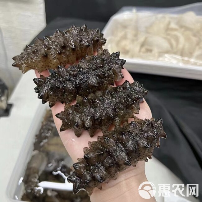 摩洛哥黑刺参足干厚肉海刺参酒店食材黑海参米刺参大量现货供应