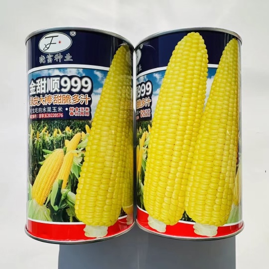 宿迁国审水果玉米种子金甜顺999鲜食黄甜玉米种子春秋两用玉米种子