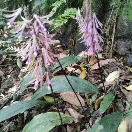 大关县毛慈菇苗，山慈菇苗，紫花苗经块大