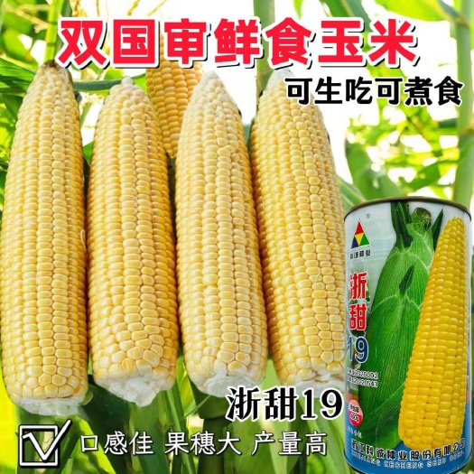 国审科诚浙甜19鲜食甜玉米种子春秋播大棒玉米种子大田基地用种