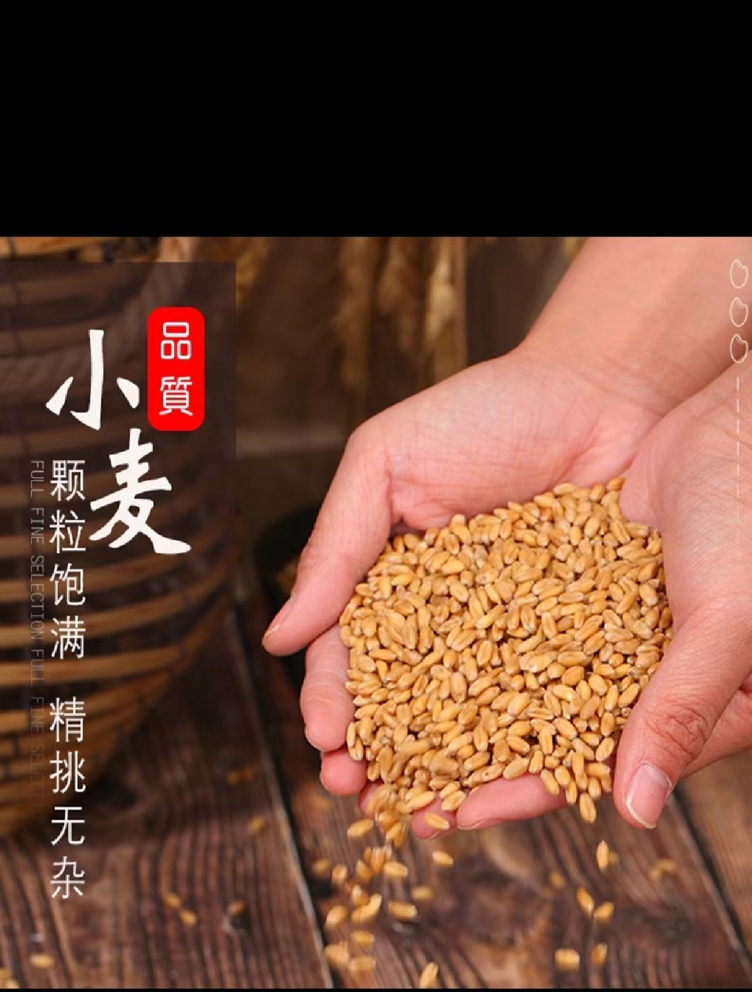 小麦批发酿酒原粮磨面饲料加工新小麦现货供应五谷杂粮