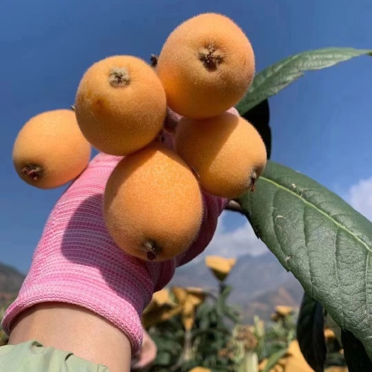 枇杷，米易高山枇杷甘甜多汁皮薄肉厚